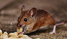 24 Hour & Emergency Exterminators in Alango, MN